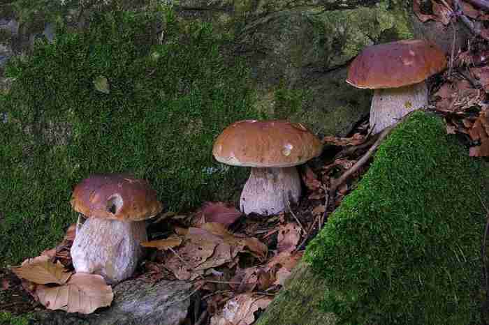  Image name: 87 Porcino.jpg 
 width: 700 pixel 
 height: 466 pixel 
 Size: 30238 bytes 
 Click to enlarge 